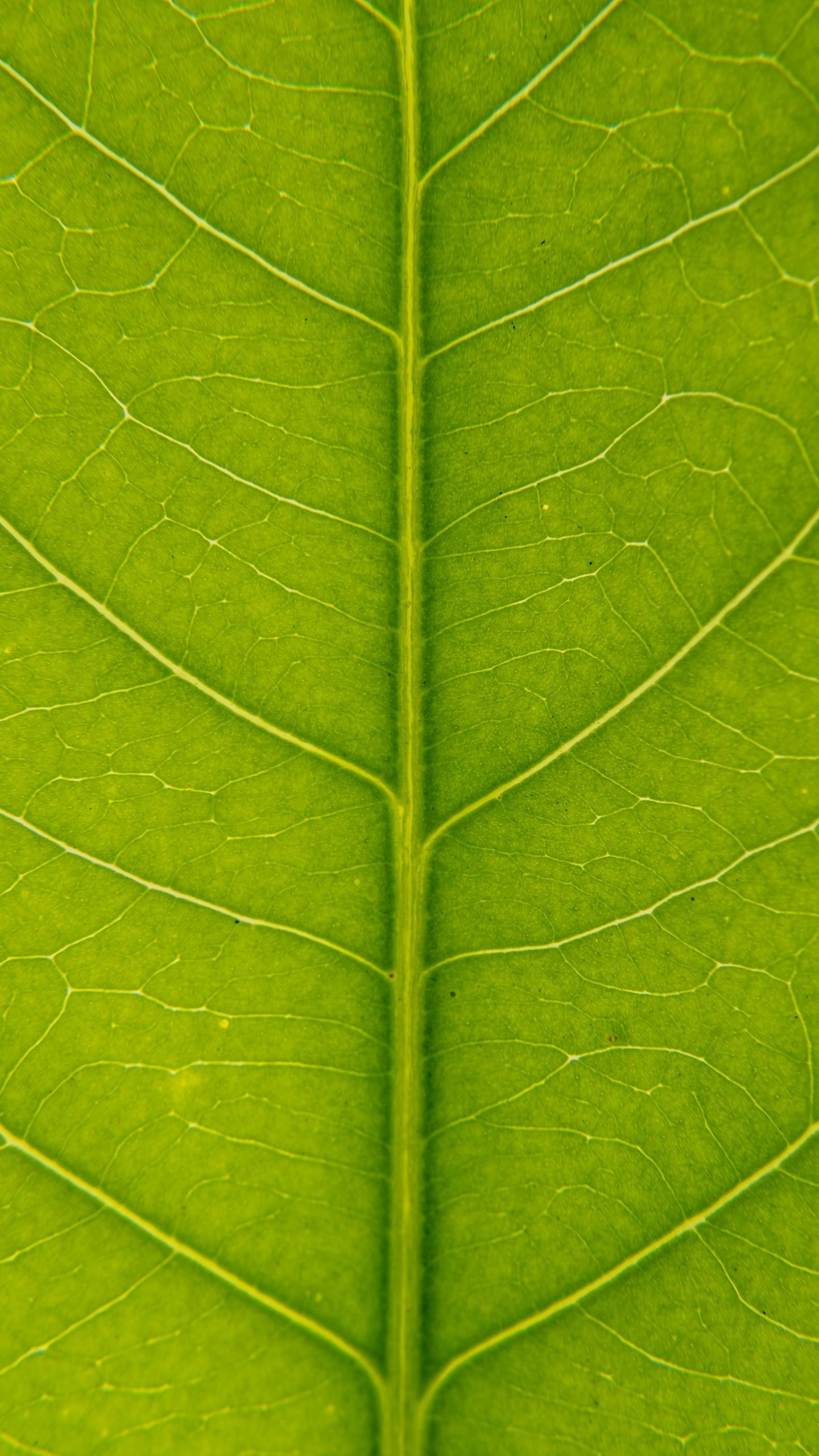 Testbegleitung: Ein Schlüssel zur Softwarequalität